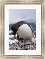 Framed Gentoo Penguins, Neko Harbor, Antarctica