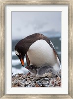 Framed Gentoo Penguins, Neko Harbor, Antarctica