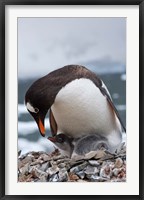 Framed Gentoo Penguins, Neko Harbor, Antarctica