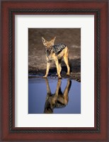 Framed Botswana, Chobe NP, Black Backed Jackal wildlife