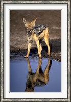 Framed Botswana, Chobe NP, Black Backed Jackal wildlife