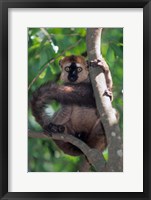 Framed Brown Red-fronted Lemur, Primate, Madagascar