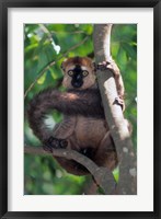Framed Brown Red-fronted Lemur, Primate, Madagascar