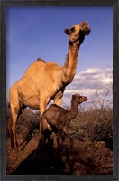 Framed Dromedary Camel, Mother and Baby, Nanyuki, Kenya