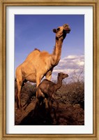 Framed Dromedary Camel, Mother and Baby, Nanyuki, Kenya