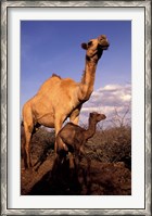 Framed Dromedary Camel, Mother and Baby, Nanyuki, Kenya