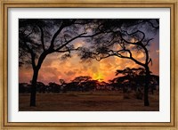 Framed Acacia forest, sunset, Tarangire National Park, Tanzania