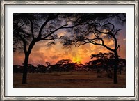 Framed Acacia forest, sunset, Tarangire National Park, Tanzania