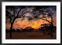 Framed Acacia forest, sunset, Tarangire National Park, Tanzania