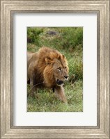 Framed Adult male lion, Lake Nakuru National Park, Kenya