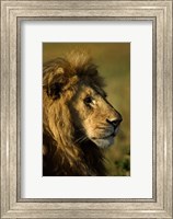 Framed Adult male lion, Maasai Mara, Kenya