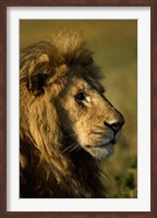 Framed Adult male lion, Maasai Mara, Kenya