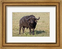 Framed African buffalo wildlife, Maasai Mara, Kenya