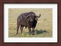 Framed African buffalo wildlife, Maasai Mara, Kenya