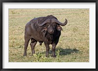 Framed African buffalo wildlife, Maasai Mara, Kenya