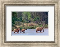 Framed African Elephant crossing, Samburu Game Reserve, Kenya