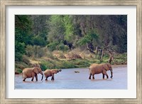 Framed African Elephant crossing, Samburu Game Reserve, Kenya