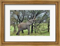 Framed African Elephant feeding on Tree bark, Serengeti National Park, Tanzania