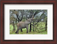 Framed African Elephant feeding on Tree bark, Serengeti National Park, Tanzania