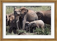 Framed African Elephant herd with babies, Maasai Mara, Kenya