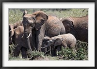 Framed African Elephant herd with babies, Maasai Mara, Kenya