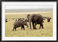 Framed Herd of African elephants, Maasai Mara, Kenya