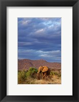 Framed African Elephant, Samburu Game Reserve, Kenya