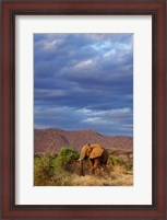 Framed African Elephant, Samburu Game Reserve, Kenya
