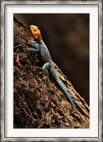 Framed Agama Lizard, Samburu National Game Reserve, Kenya