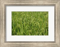 Framed Agriculture, Rice field, near Guilin, China