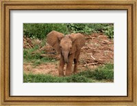 Framed Baby Africa elephant, Samburu National Reserve, Kenya