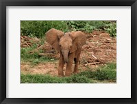 Framed Baby Africa elephant, Samburu National Reserve, Kenya