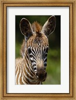 Framed Baby Burchell's Zebra, Lake Nakuru National Park, Kenya