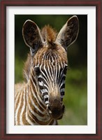 Framed Baby Burchell's Zebra, Lake Nakuru National Park, Kenya