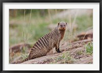 Framed Banded Mongoose wildlife, Maasai Mara, Kenya