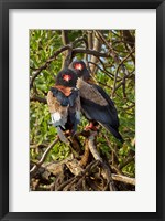 Framed Bateleur Eagles, Samburu National Reserve, Kenya