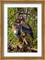 Framed Bateleur Eagles, Samburu National Reserve, Kenya