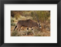 Framed Beisa Oryx wildlife, Samburu National Reserve, Kenya