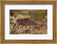 Framed Beisa Oryx wildlife, Samburu National Reserve, Kenya