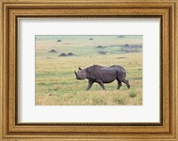 Framed Black Rhino, Maasai Mara, Kenya