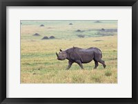 Framed Black Rhino, Maasai Mara, Kenya