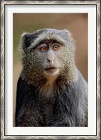 Framed Blue Monkey, Tanzania