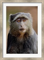 Framed Blue Monkey, Tanzania