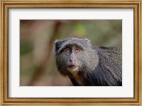Framed Blue Monkey, Lake Manyara National Park, Tanzania