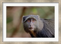 Framed Blue Monkey, Lake Manyara National Park, Tanzania