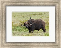 Framed Buffalo and starling wildlife, Lake Nakuru NP, Kenya