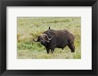 Framed Buffalo and starling wildlife, Lake Nakuru NP, Kenya
