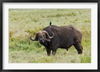 Framed Buffalo and starling wildlife, Lake Nakuru NP, Kenya