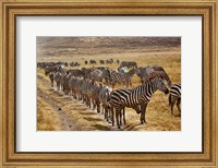 Framed Burchell's Zebra waiting in line for dust bath, Ngorongoro Crater, Tanzania
