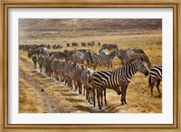 Framed Burchell's Zebra waiting in line for dust bath, Ngorongoro Crater, Tanzania
